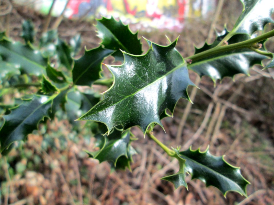 Europäische Stechpalme (Ilex aquifolium) in der ehem. Bismarckanlage in Sankt Arnual