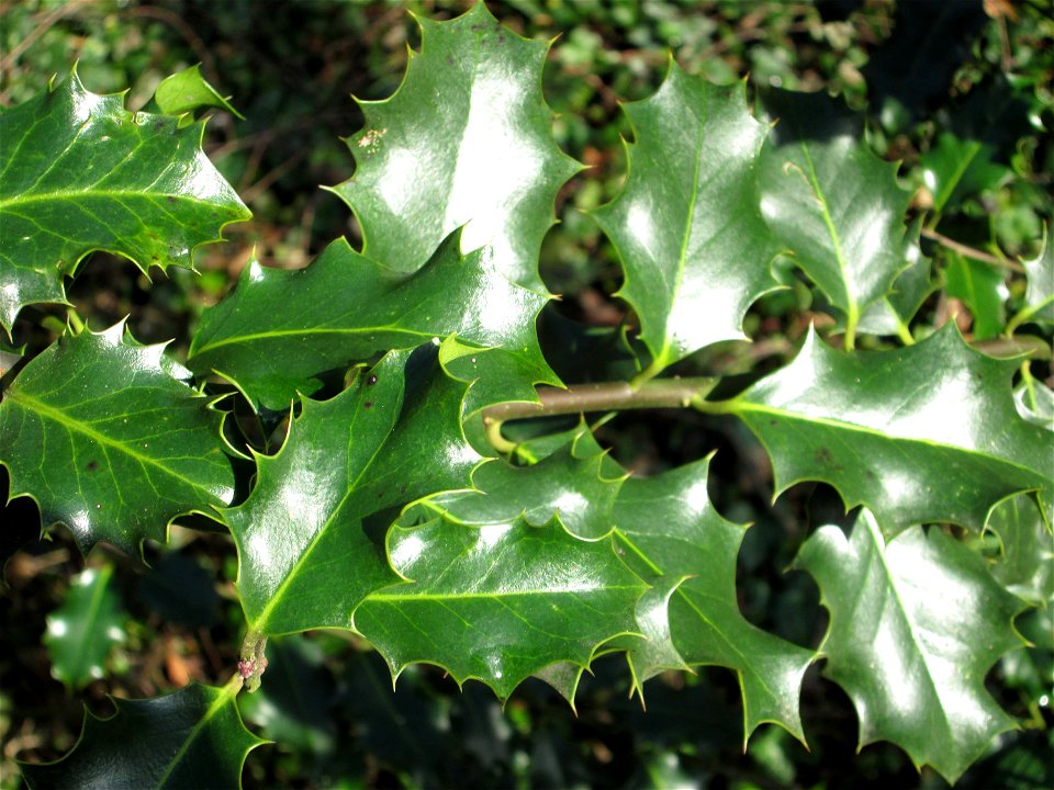 Europäische Stechpalme (Ilex aquifolium) in der ehem. Bismarckanlage in Sankt Arnual