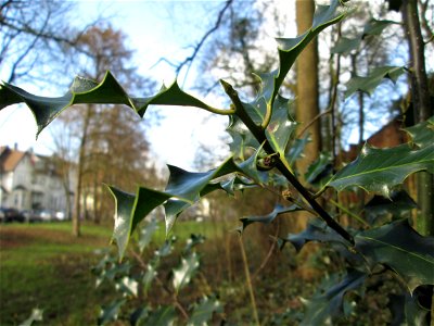 Europäische Stechpalme (Ilex aquifolium) in der ehem. Bismarckanlage in Sankt Arnual