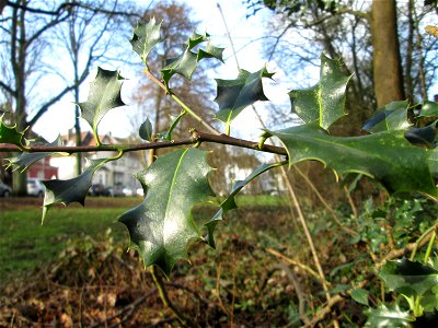 Europäische Stechpalme (Ilex aquifolium) in der ehem. Bismarckanlage in Sankt Arnual