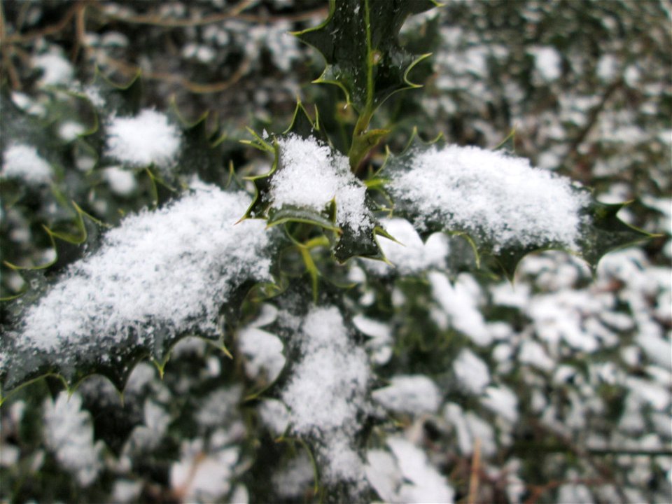Europäische Stechpalme (Ilex aquifolium) in der ehem. Bismarckanlage in Sankt Arnual bei Neuschnee am 2. März 2018