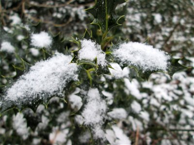 Europäische Stechpalme (Ilex aquifolium) in der ehem. Bismarckanlage in Sankt Arnual bei Neuschnee am 2. März 2018