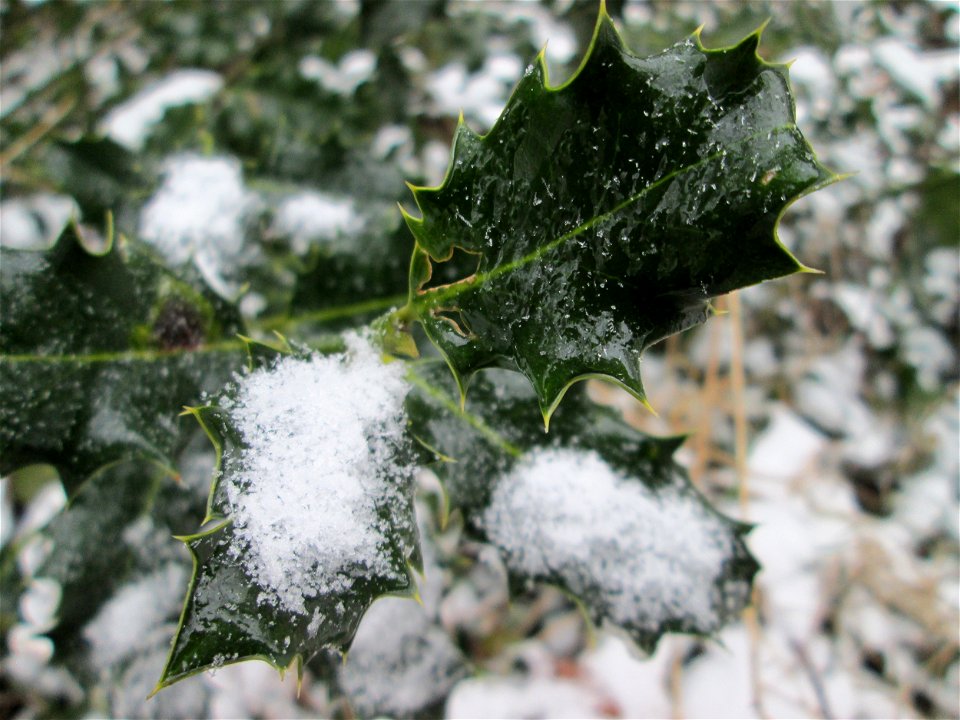 Europäische Stechpalme (Ilex aquifolium) in der ehem. Bismarckanlage in Sankt Arnual bei Neuschnee am 2. März 2018