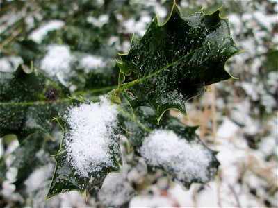 Europäische Stechpalme (Ilex aquifolium) in der ehem. Bismarckanlage in Sankt Arnual bei Neuschnee am 2. März 2018