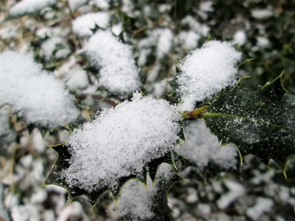 Europäische Stechpalme (Ilex aquifolium) in der ehem. Bismarckanlage in Sankt Arnual bei Neuschnee am 2. März 2018