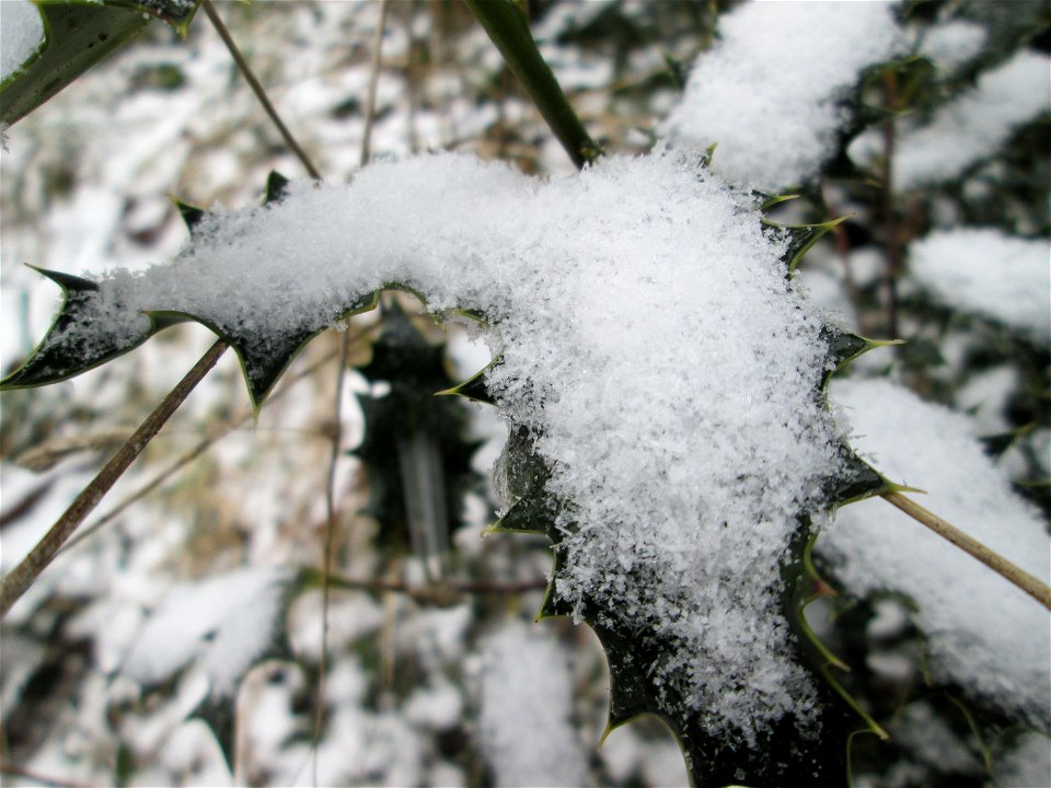 Europäische Stechpalme (Ilex aquifolium) in der ehem. Bismarckanlage in Sankt Arnual bei Neuschnee am 2. März 2018