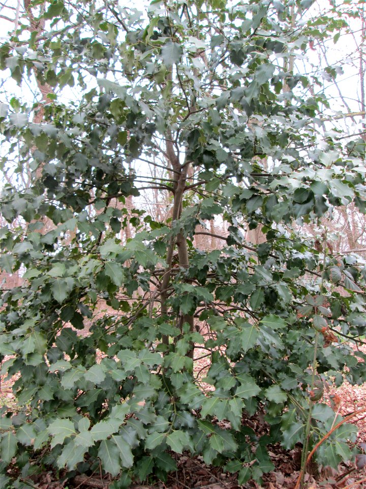 Europäische Stechpalme (Ilex aquifolium) in der Schwetzinger Hardt