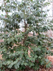 Europäische Stechpalme (Ilex aquifolium) in der Schwetzinger Hardt