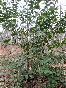 Europäische Stechpalme (Ilex aquifolium) in der Schwetzinger Hardt