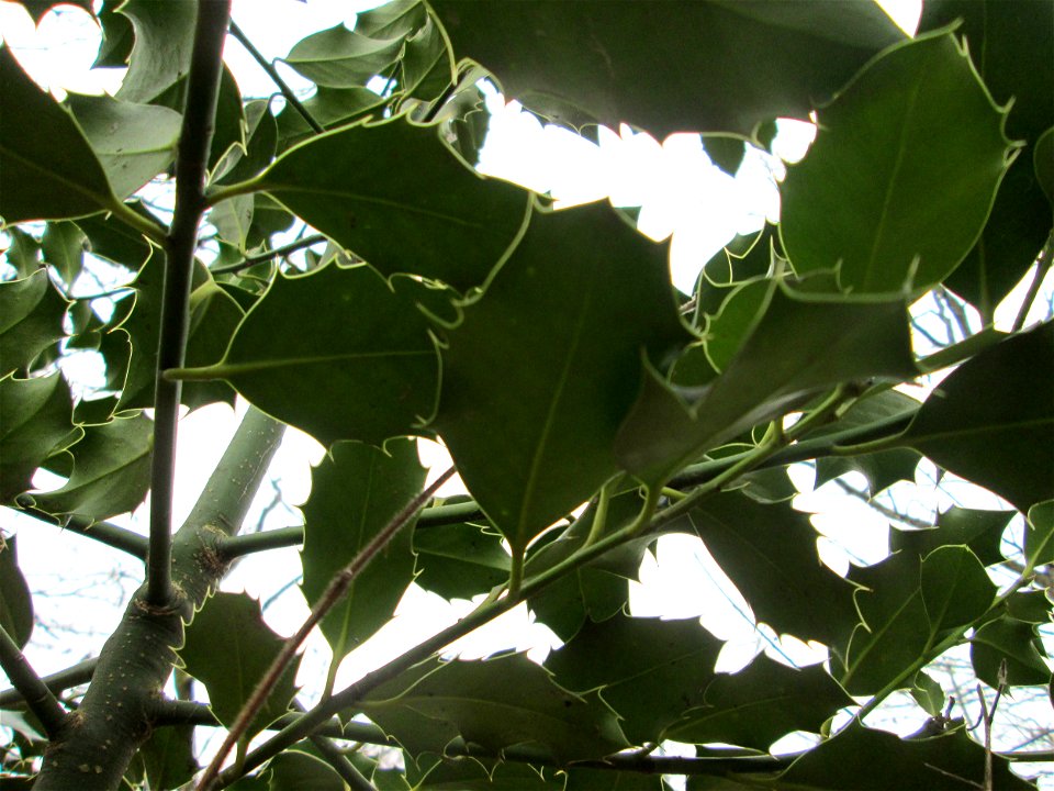 Europäische Stechpalme (Ilex aquifolium) in der Schwetzinger Hardt