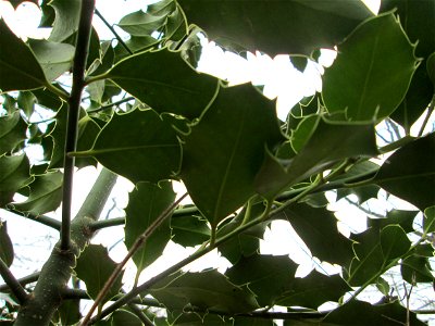 Europäische Stechpalme (Ilex aquifolium) in der Schwetzinger Hardt