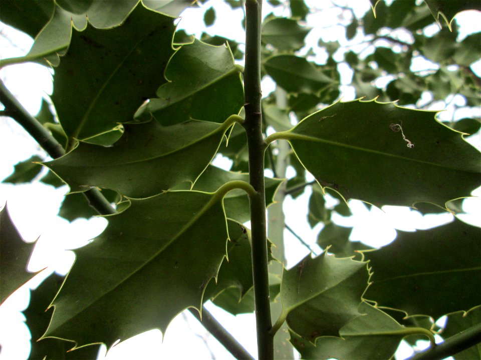 Europäische Stechpalme (Ilex aquifolium) in der Schwetzinger Hardt