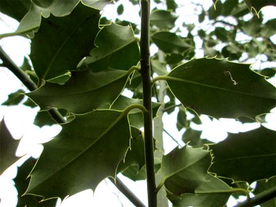 Europäische Stechpalme (Ilex aquifolium) in der Schwetzinger Hardt
