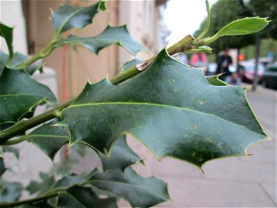 Europäische Stechpalme (Ilex aquifolium) an der Carl-Theodor-Straße in Schwetzingen - ungewöhnlicher Standort mitten in der Stadt aber wohl dennoch wild wachsend