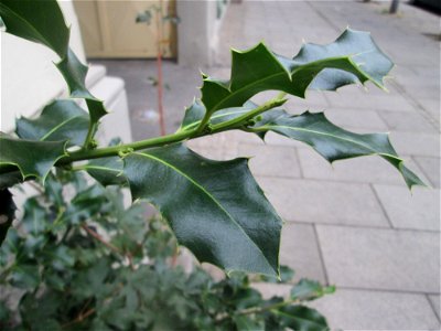 Europäische Stechpalme (Ilex aquifolium) an der Carl-Theodor-Straße in Schwetzingen - ungewöhnlicher Standort mitten in der Stadt aber wohl dennoch wild wachsend