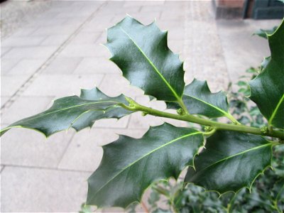 Europäische Stechpalme (Ilex aquifolium) an der Carl-Theodor-Straße in Schwetzingen - ungewöhnlicher Standort mitten in der Stadt aber wohl dennoch wild wachsend