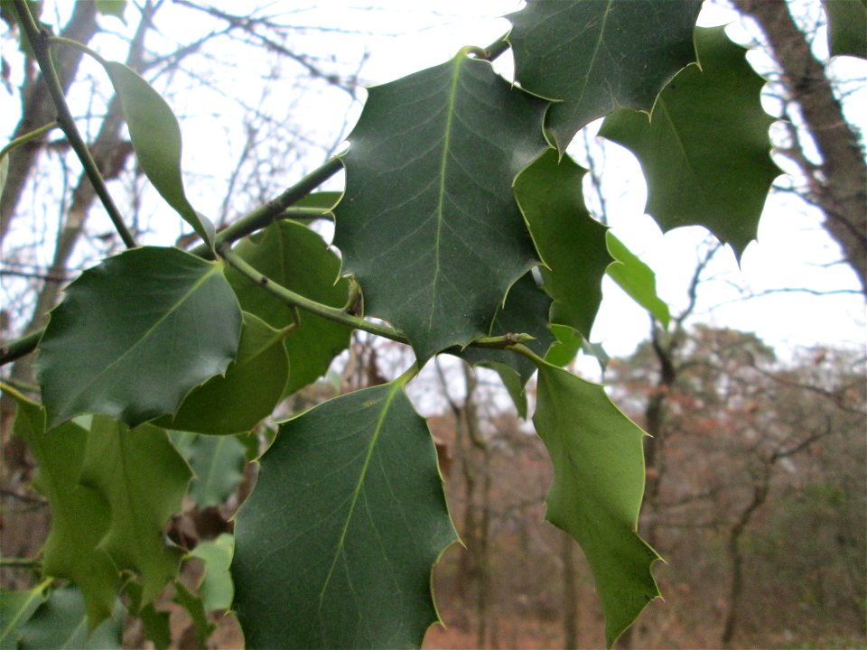 Europäische Stechpalme (Ilex aquifolium) in der Schwetzinger Hardt