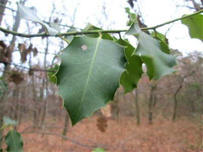 Europäische Stechpalme (Ilex aquifolium) in der Schwetzinger Hardt