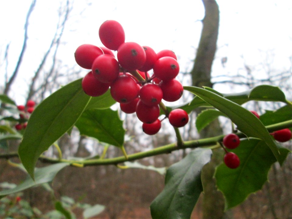 Europäische Stechpalme (Ilex aquifolium) in der Schwetzinger Hardt