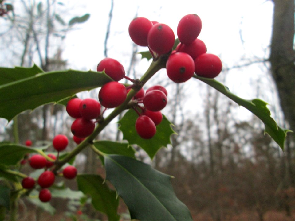 Europäische Stechpalme (Ilex aquifolium) in der Schwetzinger Hardt