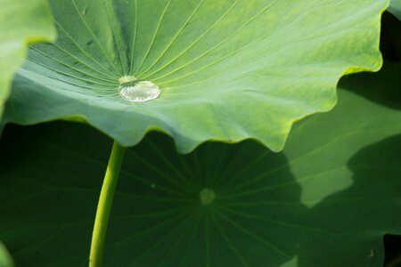 Leaf trickle pond plants