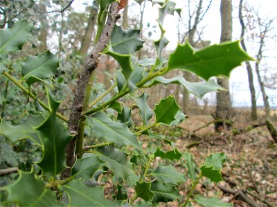 Europäische Stechpalme (Ilex aquifolium) in der Schwetzinger Hardt