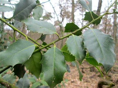 Europäische Stechpalme (Ilex aquifolium) in der Schwetzinger Hardt