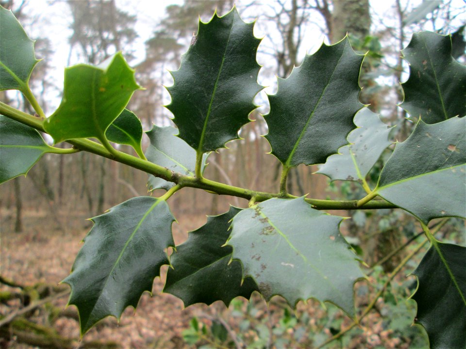 Europäische Stechpalme (Ilex aquifolium) in der Schwetzinger Hardt