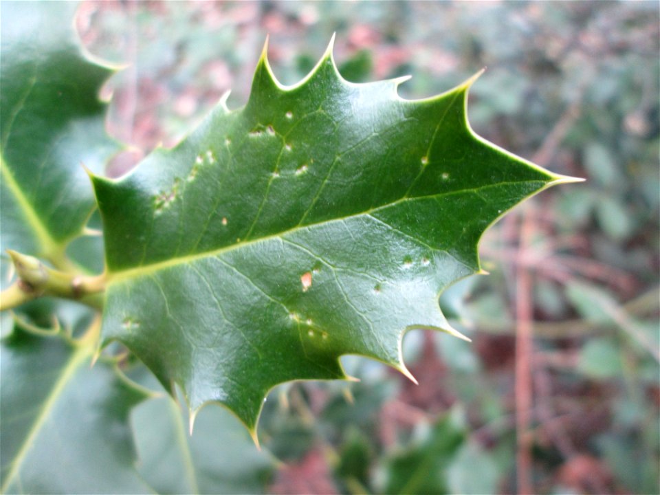 Europäische Stechpalme (Ilex aquifolium) in der Schwetzinger Hardt