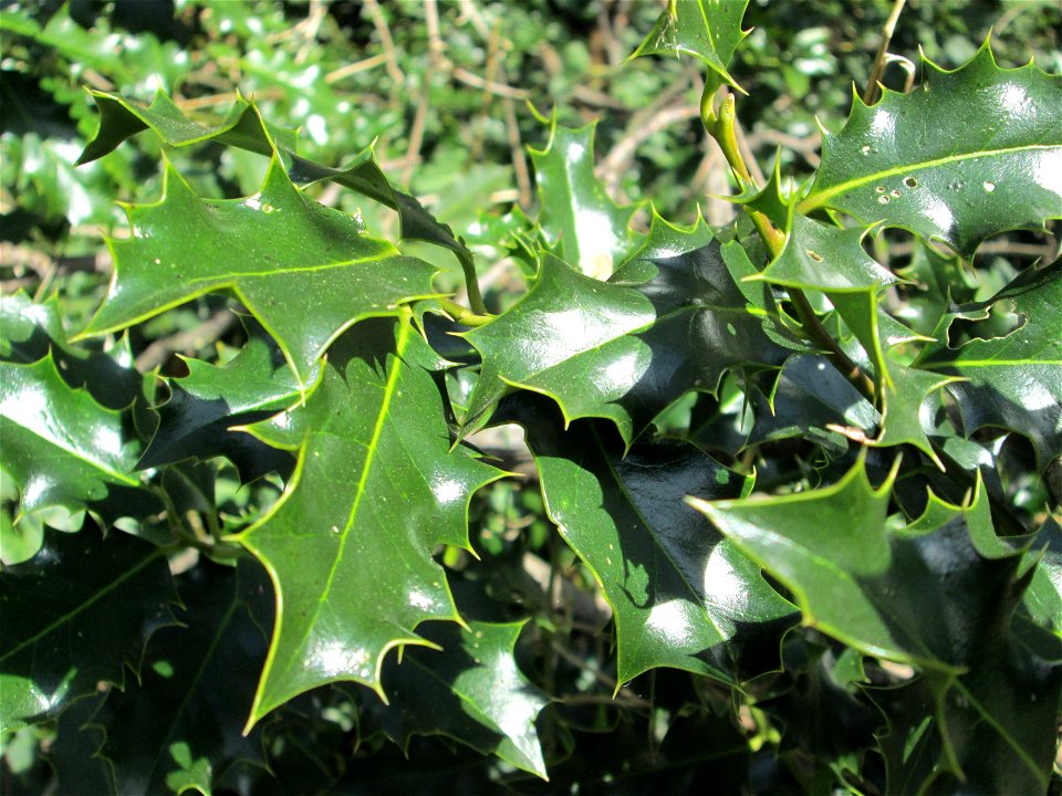 Europäische Stechpalme (Ilex aquifolium) in der ehem. Bismarckanlage in Sankt Arnual