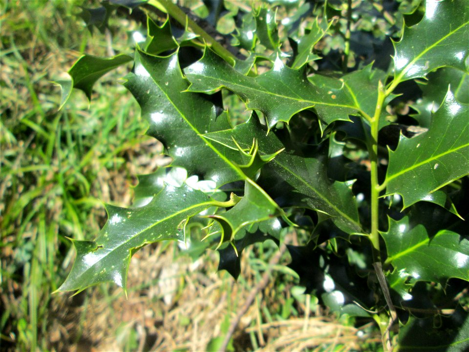 Europäische Stechpalme (Ilex aquifolium) in der ehem. Bismarckanlage in Sankt Arnual