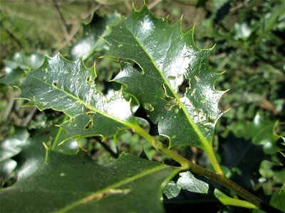 Europäische Stechpalme (Ilex aquifolium) in der ehem. Bismarckanlage in Sankt Arnual