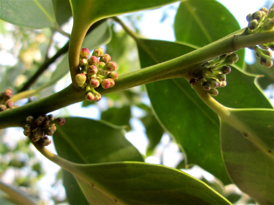 Blütenknospen der Europäischen Stechpalme (Ilex aquifolium) im St. Johanner Stadtwald