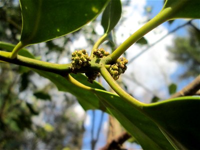 Blütenknospen der Europäischen Stechpalme (Ilex aquifolium) im St. Johanner Stadtwald