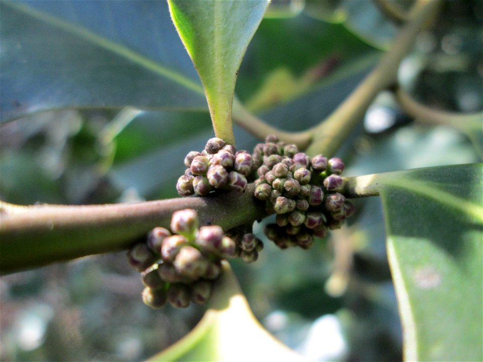 Blütenknospen der Europäischen Stechpalme (Ilex aquifolium) im St. Johanner Stadtwald