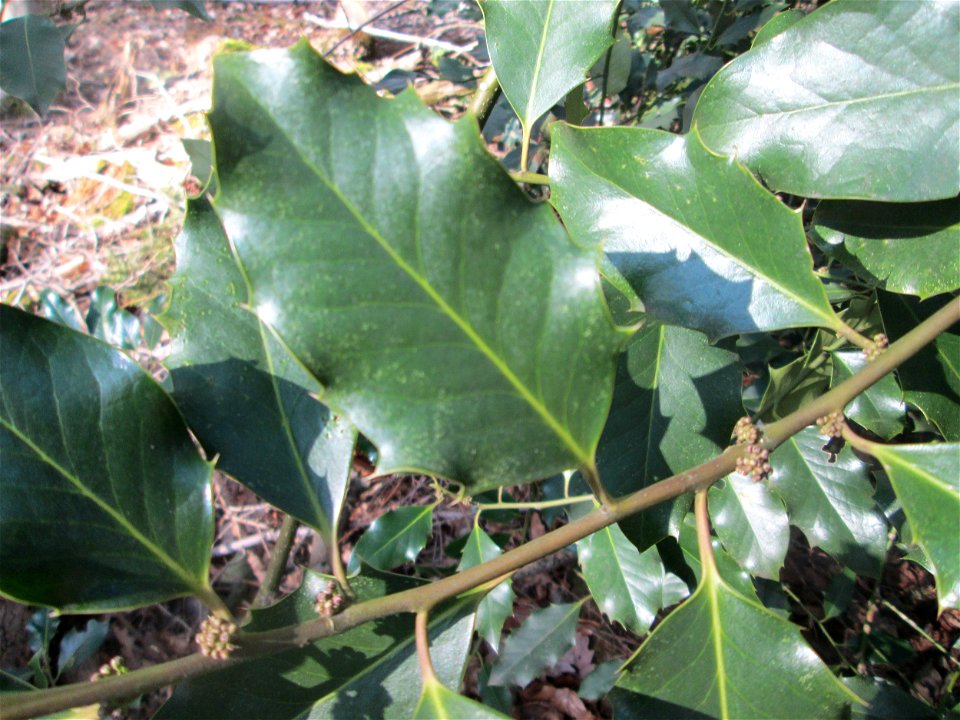Europäische Stechpalme (Ilex aquifolium) im St. Johanner Stadtwald