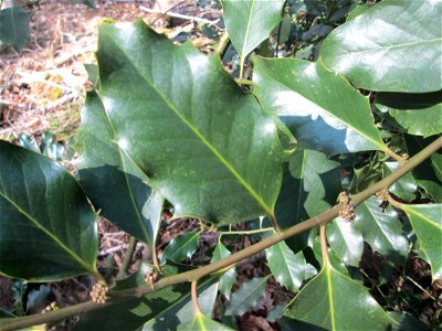 Europäische Stechpalme (Ilex aquifolium) im St. Johanner Stadtwald