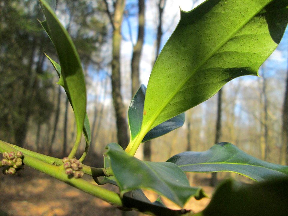 Blütenknospen der Europäischen Stechpalme (Ilex aquifolium) im St. Johanner Stadtwald