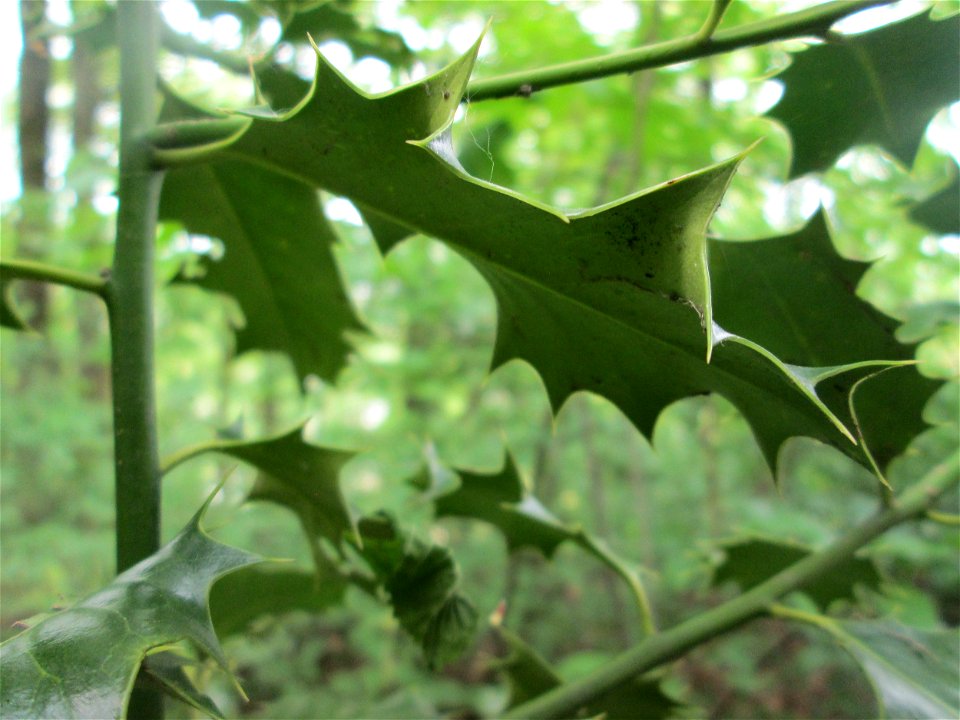 Europäische Stechpalme (Ilex aquifolium) im Landschaftsschutzgebiet „Winterberg“ in Sankt Arnual