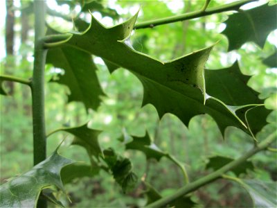 Europäische Stechpalme (Ilex aquifolium) im Landschaftsschutzgebiet „Winterberg“ in Sankt Arnual