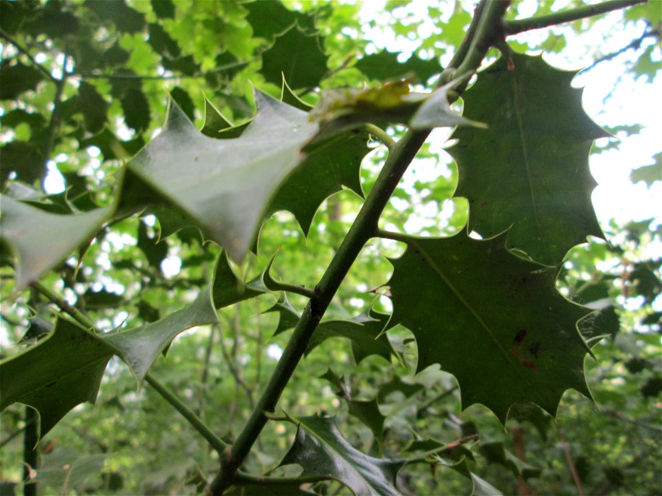 Europäische Stechpalme (Ilex aquifolium) im Landschaftsschutzgebiet „Winterberg“ in Sankt Arnual