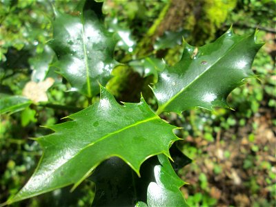 Europäische Stechpalme (Ilex aquifolium) im Landschaftsschutzgebiet „Drahtzugweiher und das Habsterwiesental“ in Alt-Saarbrücken