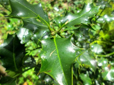 Europäische Stechpalme (Ilex aquifolium) im Landschaftsschutzgebiet „Drahtzugweiher und das Habsterwiesental“ in Alt-Saarbrücken