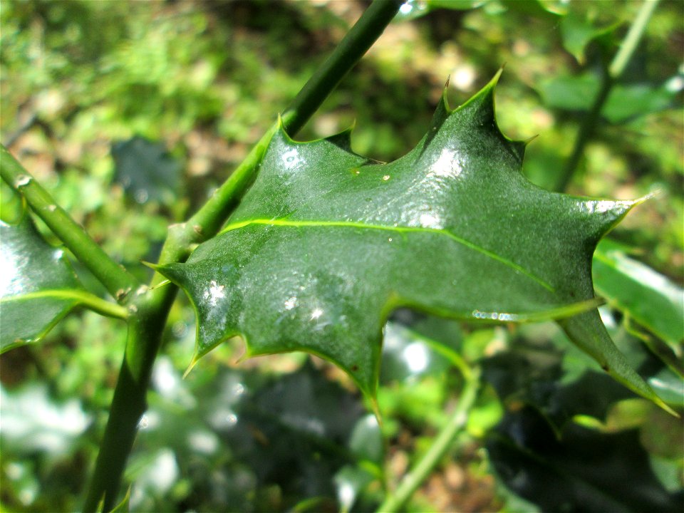 Europäische Stechpalme (Ilex aquifolium) im Landschaftsschutzgebiet „Drahtzugweiher und das Habsterwiesental“ in Alt-Saarbrücken