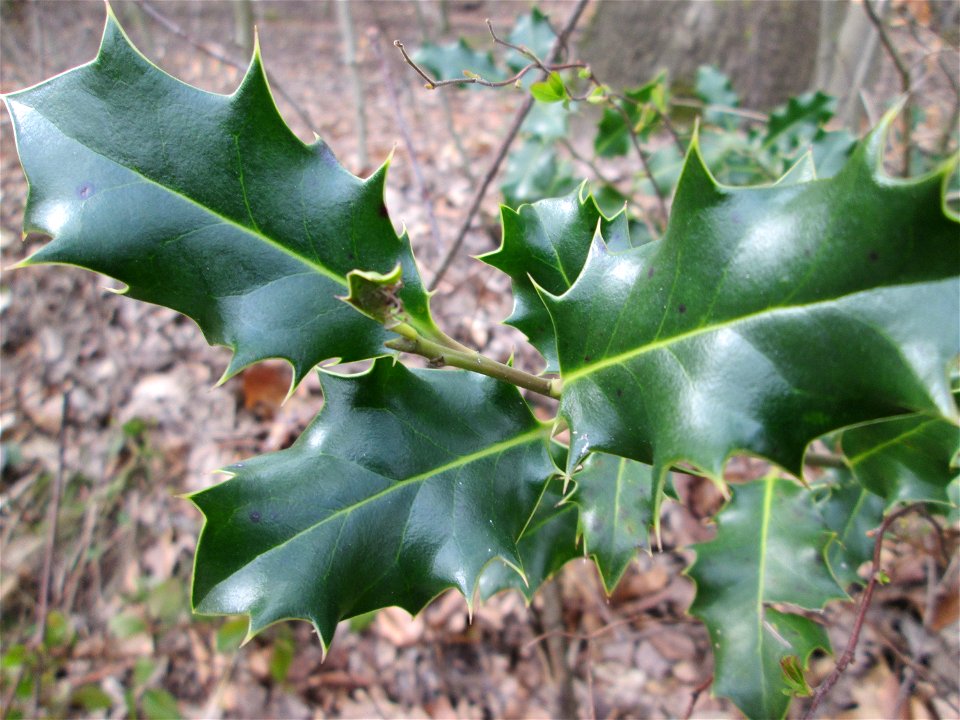 Europäische Stechpalme (Ilex aquifolium) im Landschaftsschutzgebiet „St. Johanner Stadtwald“