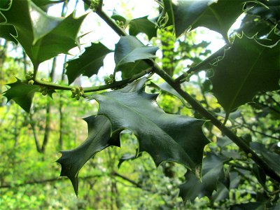 Europäische Stechpalme (Ilex aquifolium) am Reppersberges in Alt-Saarbrücken