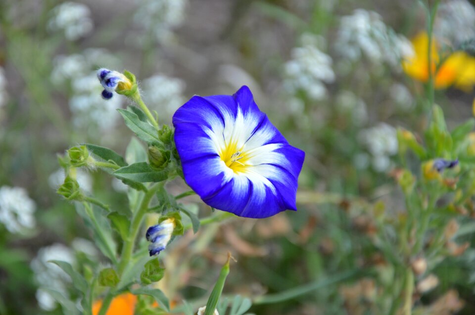 Bloom flower flower garden
