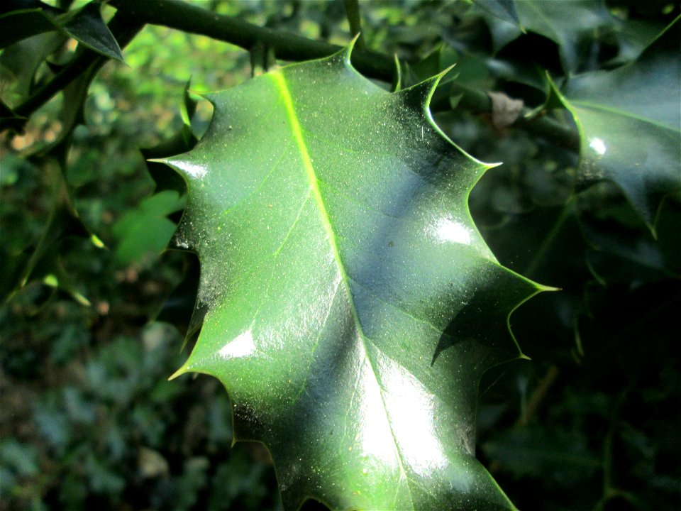 Europäische Stechpalme (Ilex aquifolium) am Reppersberges in Alt-Saarbrücken