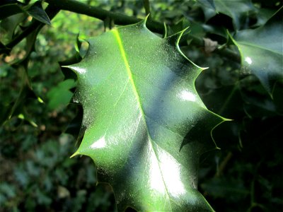 Europäische Stechpalme (Ilex aquifolium) am Reppersberges in Alt-Saarbrücken