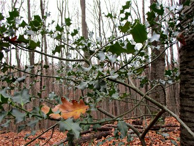 Europäische Stechpalme (Ilex aquifolium) im Dianenhain in Saarbrücken